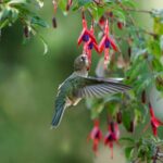 Picaflor chico (Sephanoides sephaniodes) libando flor de Chilco (Fuchsia magellanica) Fotografía de @araya_fotografia_aves (2)