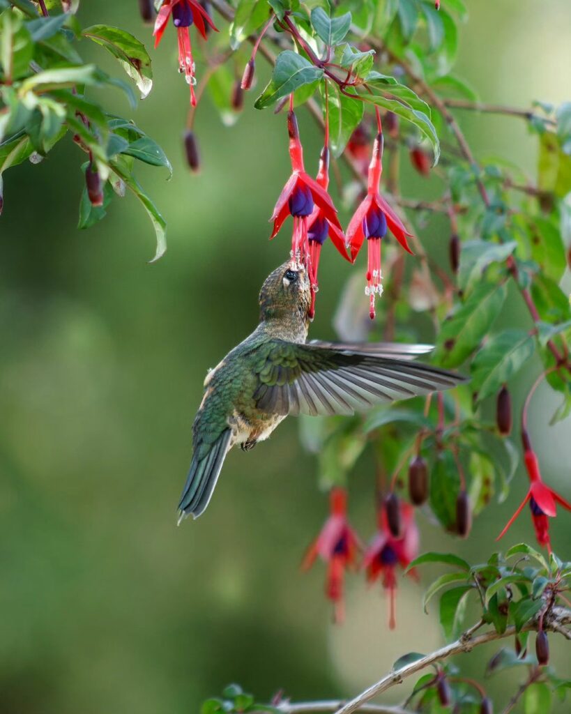 Picaflor chico (Sephanoides sephaniodes) libando flor de Chilco (Fuchsia magellanica) Fotografía de @araya_fotografia_aves (2)