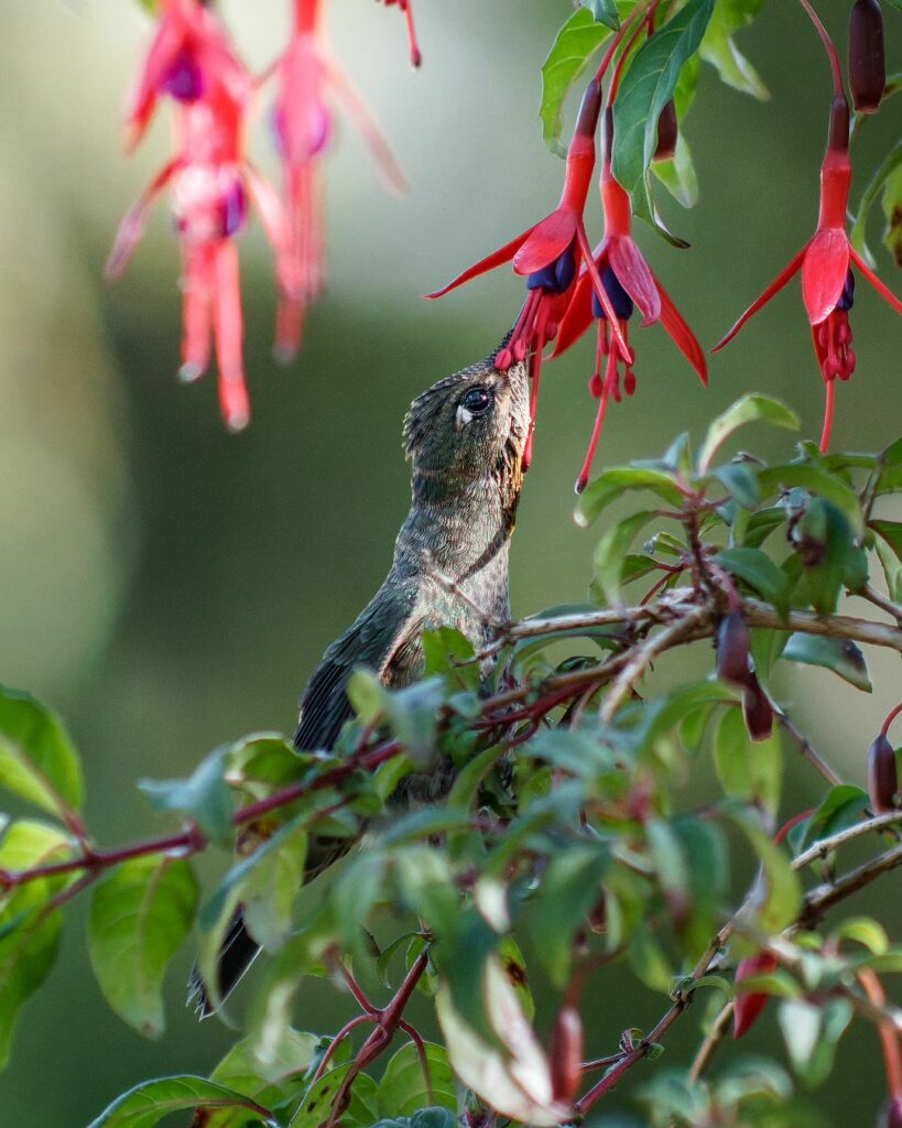 Picaflor chico (Sephanoides sephaniodes) libando flor de Chilco (Fuchsia magellanica) Fotografía de @araya_fotografia_aves