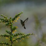 Picaflor chico (Sephanoides sephaniodes) libando flor del Calafate (Berberis microphylla) Fotografía de @ivanerre