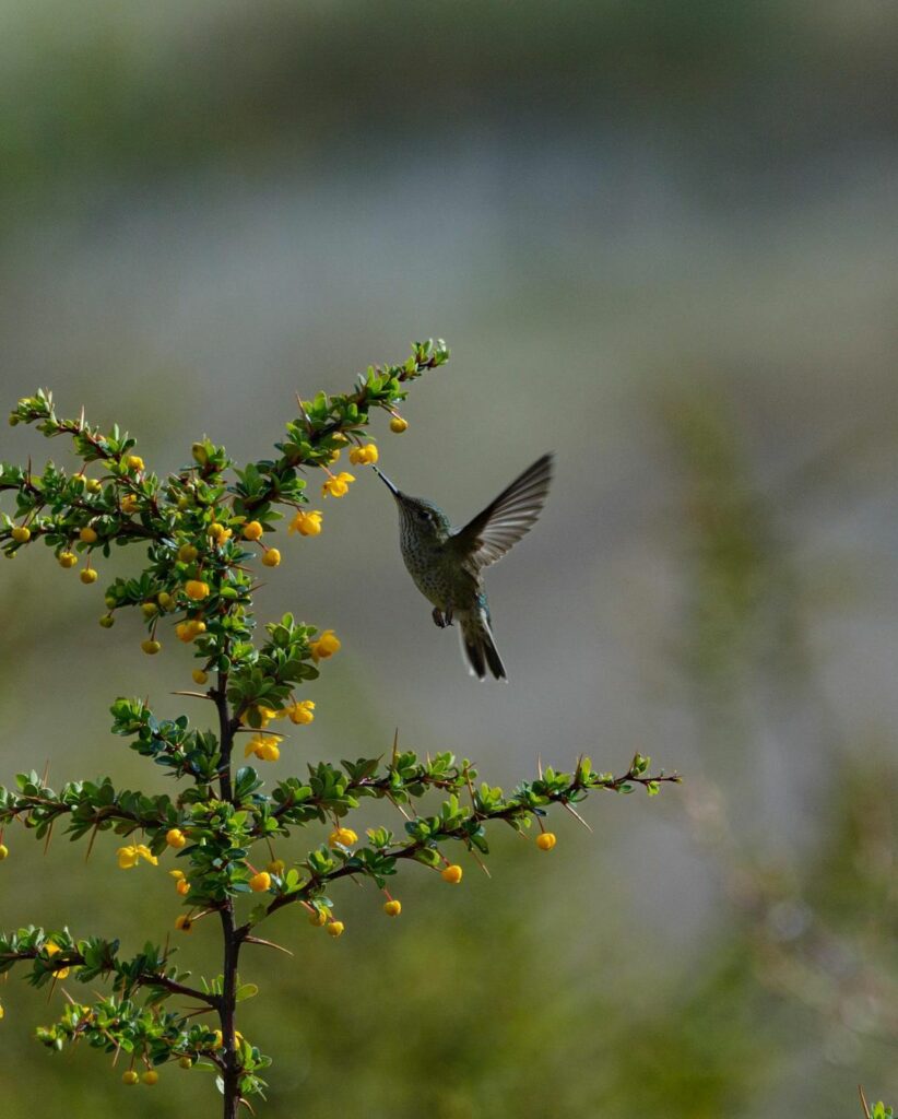 Picaflor chico (Sephanoides sephaniodes) libando flor del Calafate (Berberis microphylla) Fotografía de @ivanerre