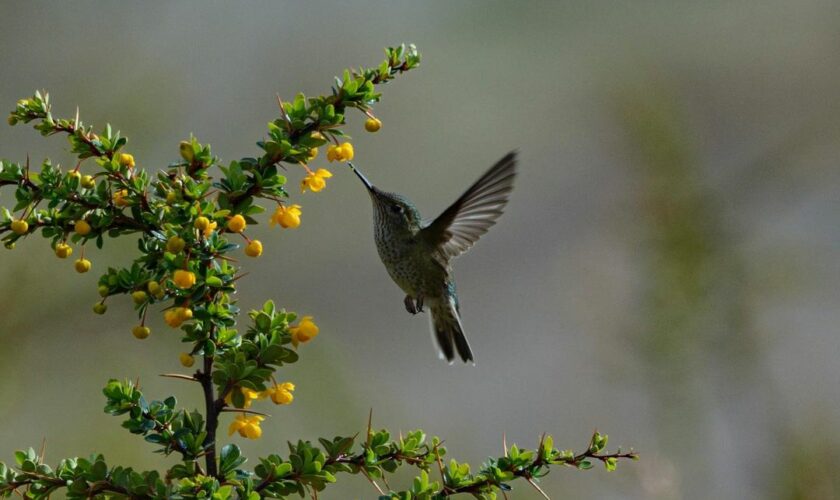 Aves y flores, una relación que se intensifica en primavera