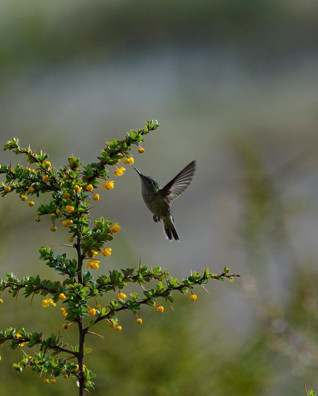 Aves y flores, una relación que se intensifica más en primavera