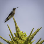 Picaflor gigante (Patagona gigas) sobre Puya (Puya chilensis). Créditos Chile Birds.