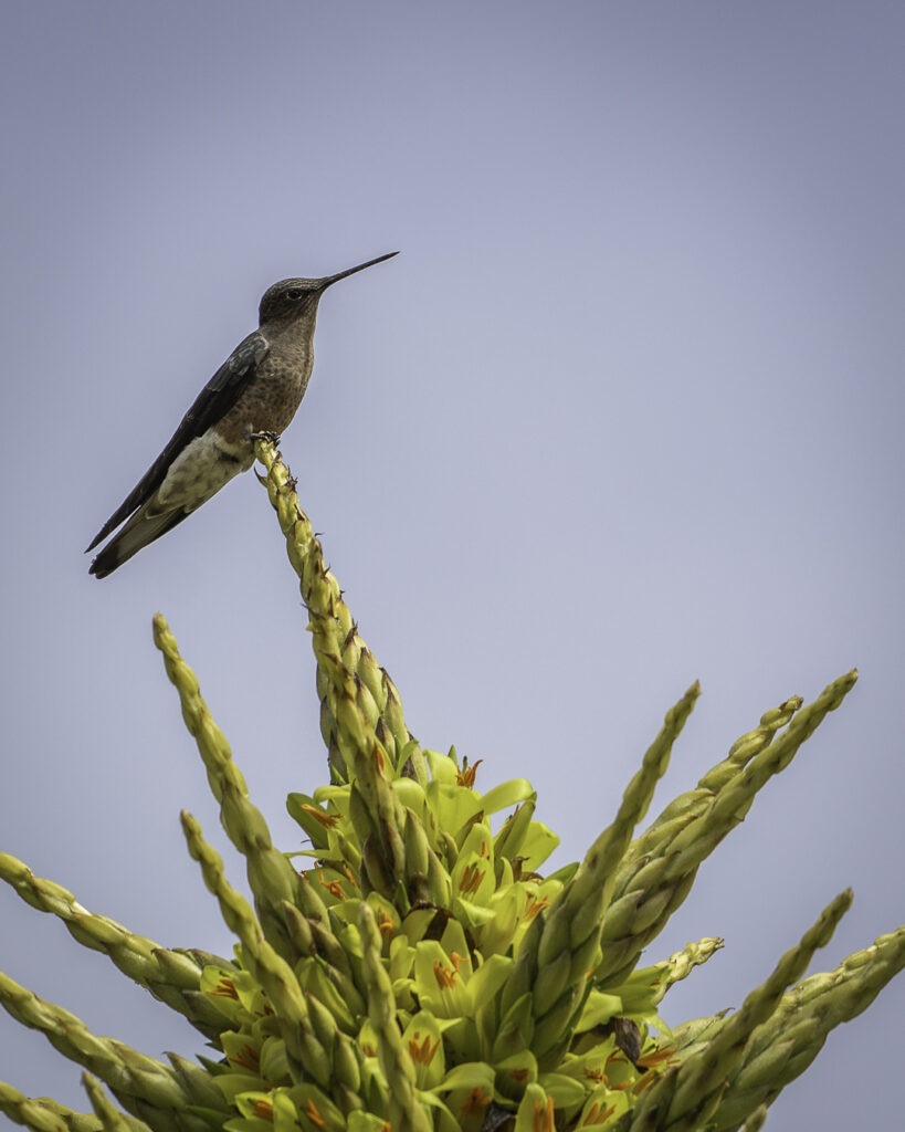 Picaflor gigante (Patagona gigas) sobre Puya (Puya chilensis). Créditos Chile Birds.