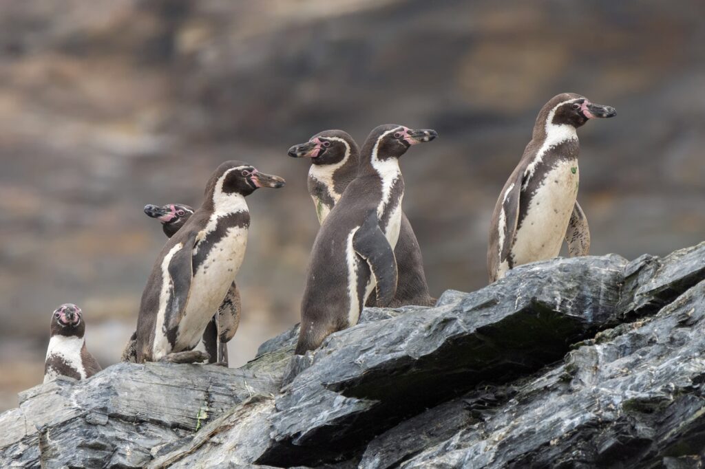 Pingüino de Humboldt