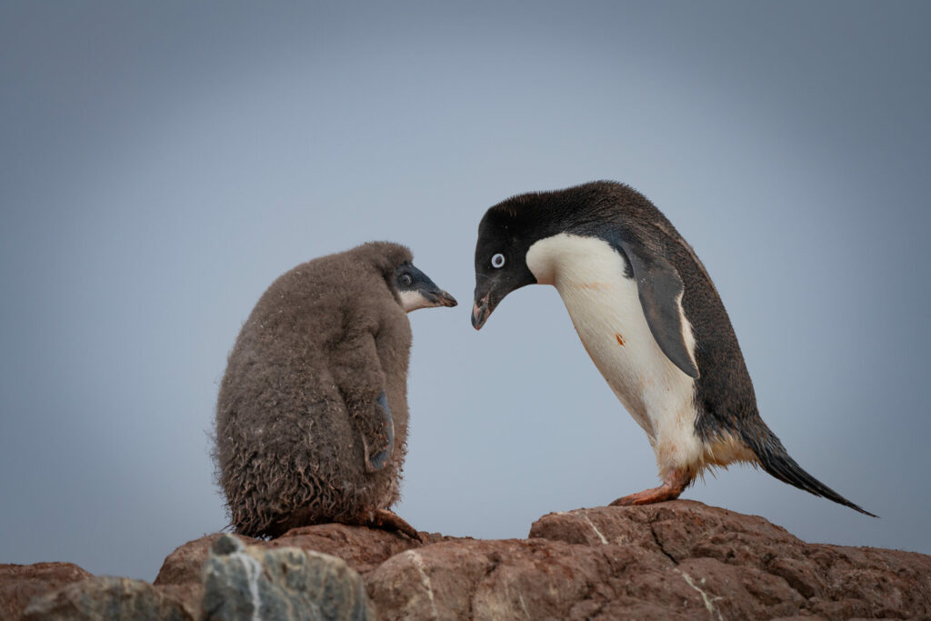 Pingüino de Adelia (Pygoscelis adeliae) y su cría. Créditos ©Jean Paul de la Harpe