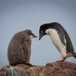 Pingüino de Adelia (Pygoscelis adeliae) y su cría. Créditos ©Jean Paul de la Harpe