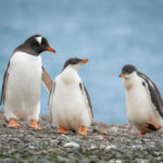 Pingüino papúa (Pygoscelis papua) y sus crías. Créditos: ©Jean Paul de la Harpe