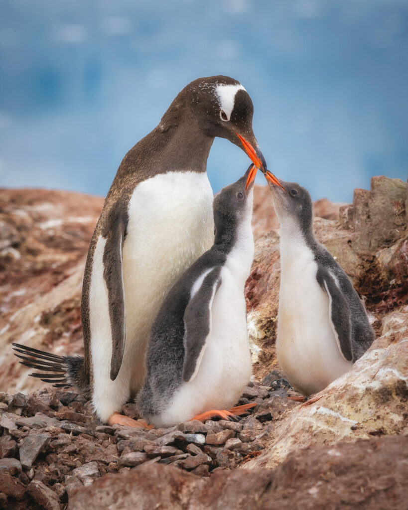 Pingüino papúa (Pygoscelis papua) y sus crías. Créditos: ©Jean Paul de la Harpe