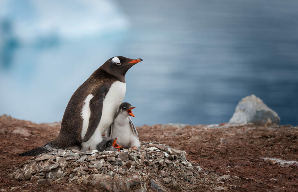 Pingüino papúa (Pygoscelis papua) y su cría. Créditos ©Jean Paul de la Harpe