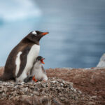 Pingüino papúa (Pygoscelis papua) y su cría. Créditos ©Jean Paul de la Harpe