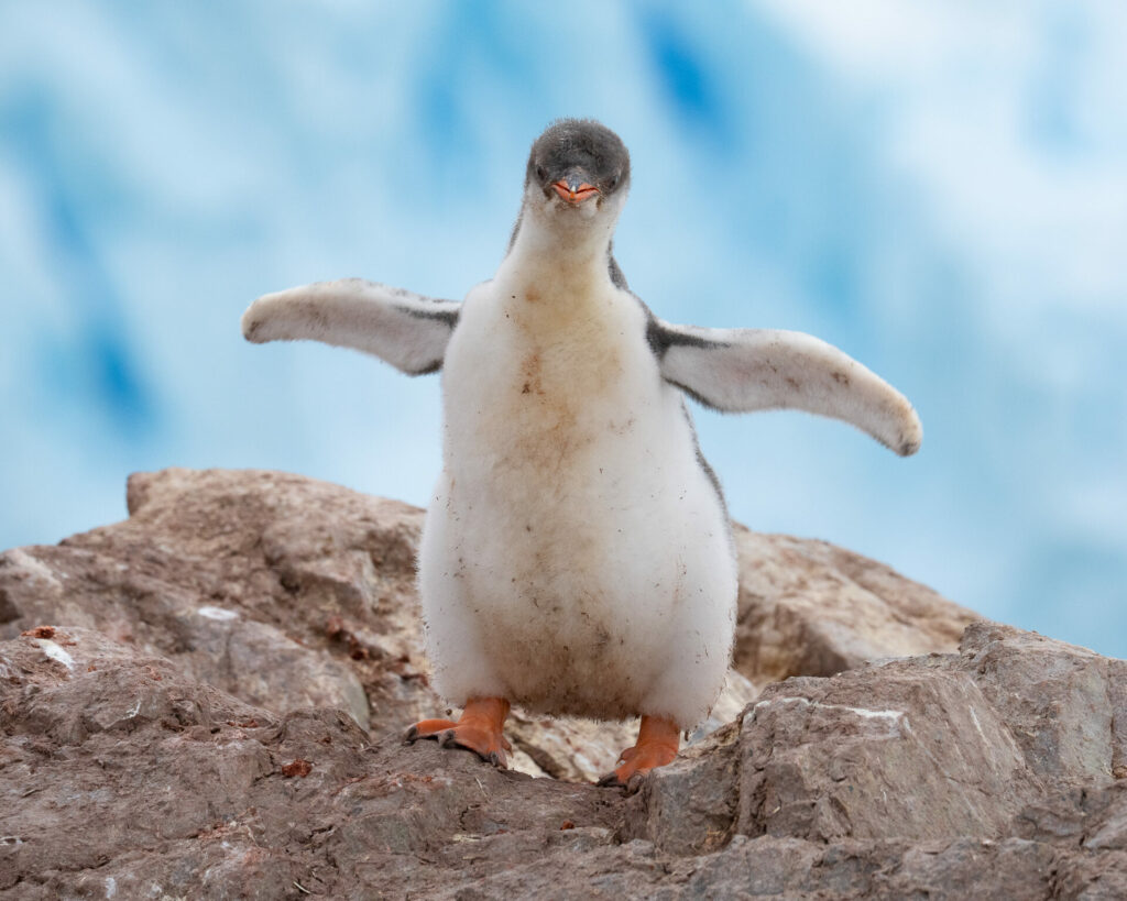 Cría de pingüino papúa (Pygoscelis papua). Créditos ©Jean Paul de la Harpe