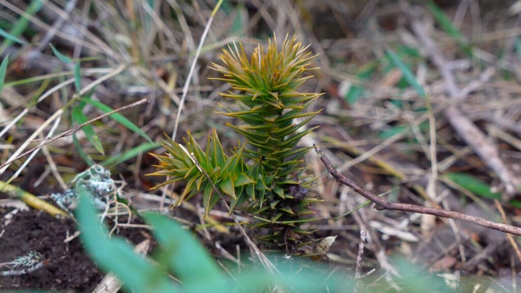 Plantación araucarias proyecto Rubén Carrillo