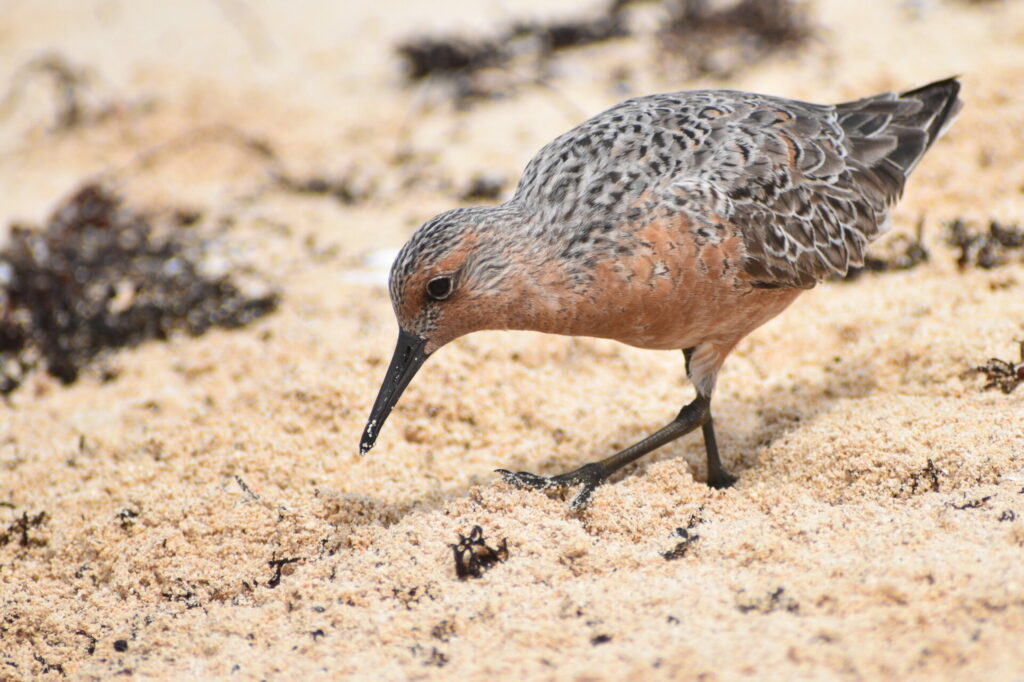 Playero ártico (Calidris canutus). Créditos: ©Miguel A. Mejías