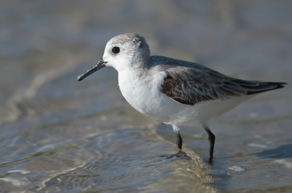 Playero blanco (Calidris alba). Créditos: ©Nathaniel Sharp