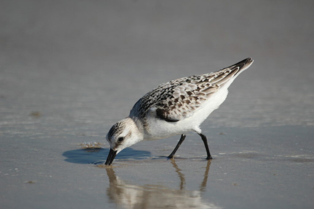 Playero blanco (Calidris alba). Créditos: ©Heraldo Norambuena