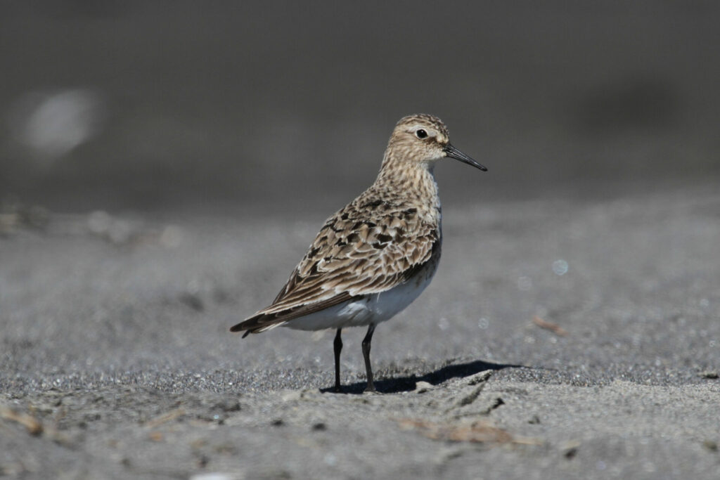 Playero de Baird (Calidris bairdii). Créditos: ©Ivo Tejeda