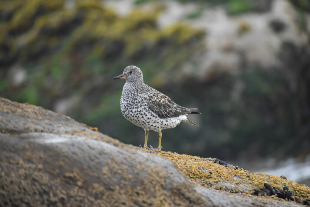 Playero de las rompientes (Calidris virgata) Créditos: ©Pamela Arias