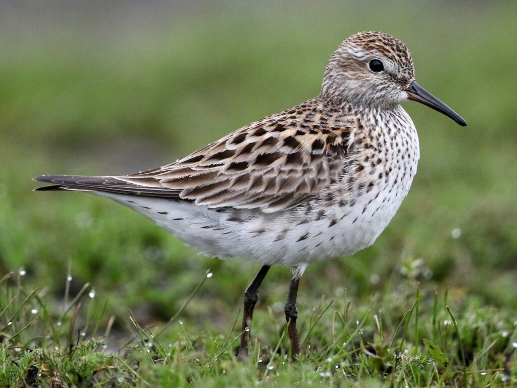 Playero de lomo blanco (Calidris fuscicollis). Créditos: ©eBird Jay McGowan