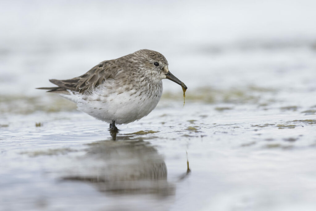 Playero de lomo blanco (Calidris fuscicollis). Créditos: ©Eduardo Navarro