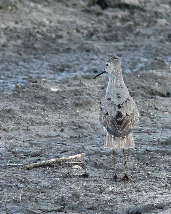 Playero de patas largas (Calidris himantopus). Créditos: ©Mary Keim / INaturalist