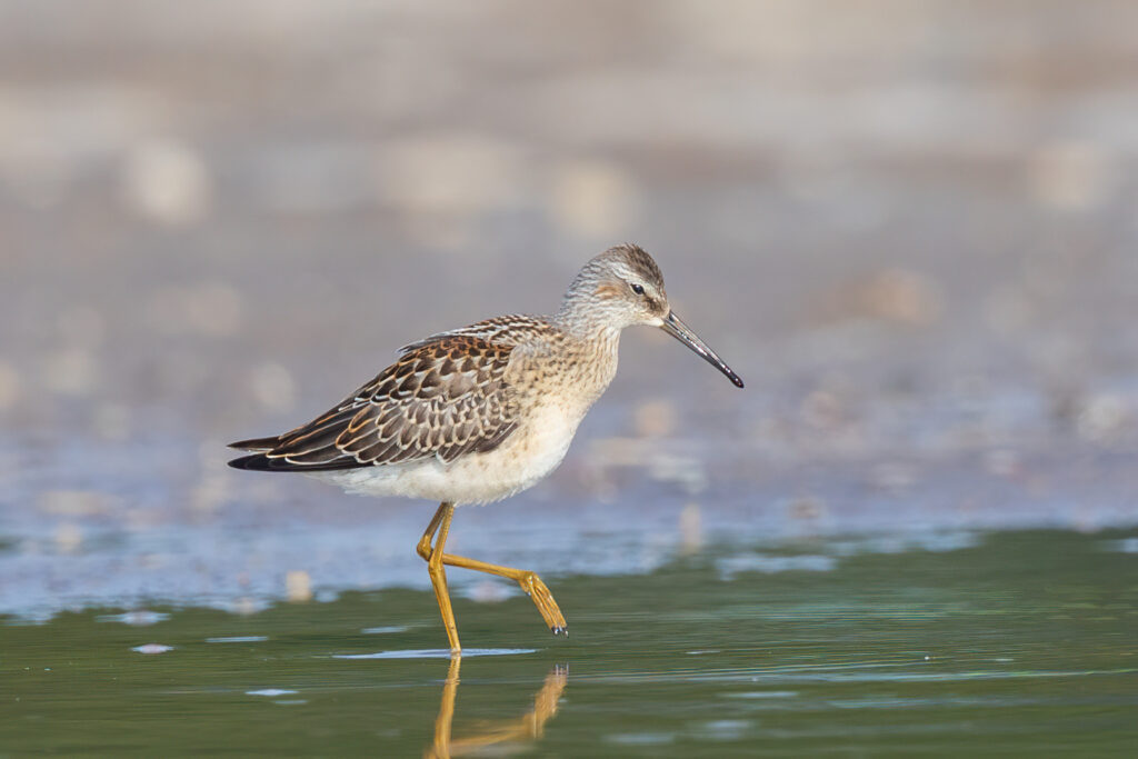 Playero de patas largas (Calidris himantopus). Créditos: ©Brian Stahls / INaturalist