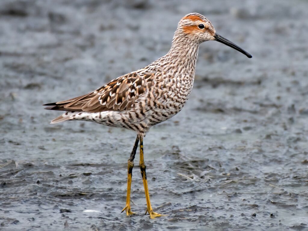 Playero de patas largas (Calidris himantopus). Créditos: ©eBird James Corgill