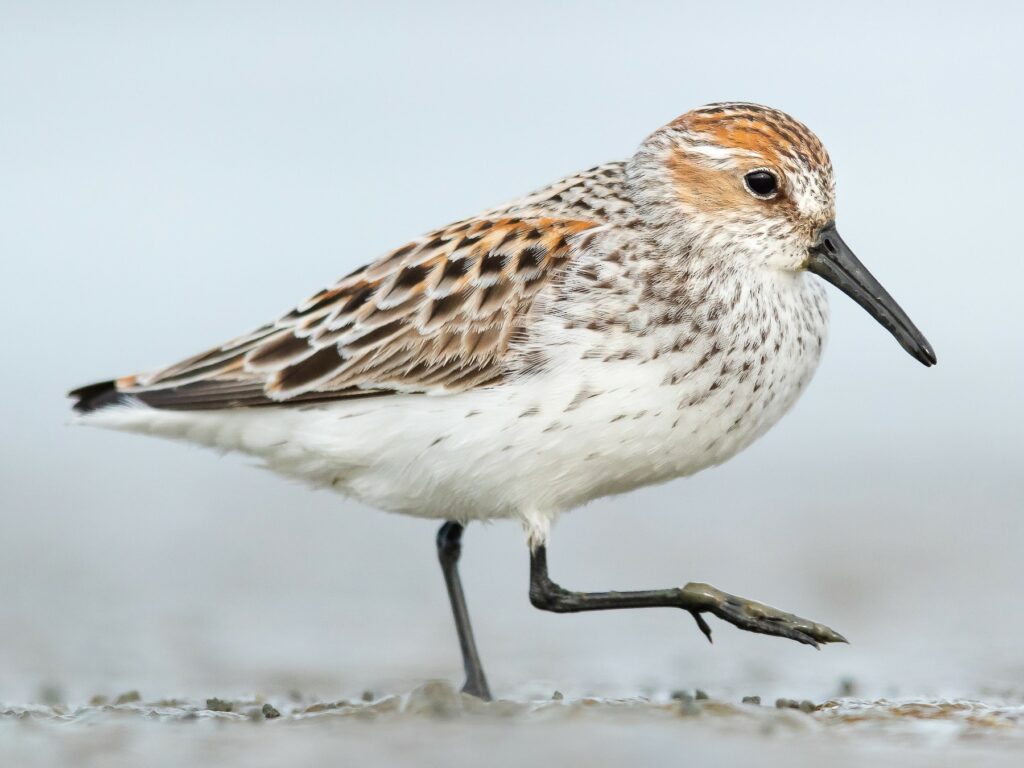 Playero occidental (Calidris mauri). Créditos: ©eBird Dorian Anderson