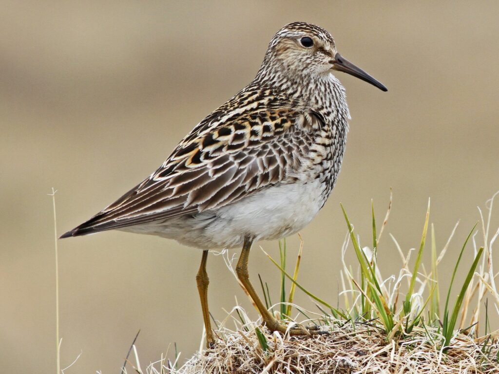 Playero pectoral (Calidris melanotos) Créditos: ©eBird Ian Davies