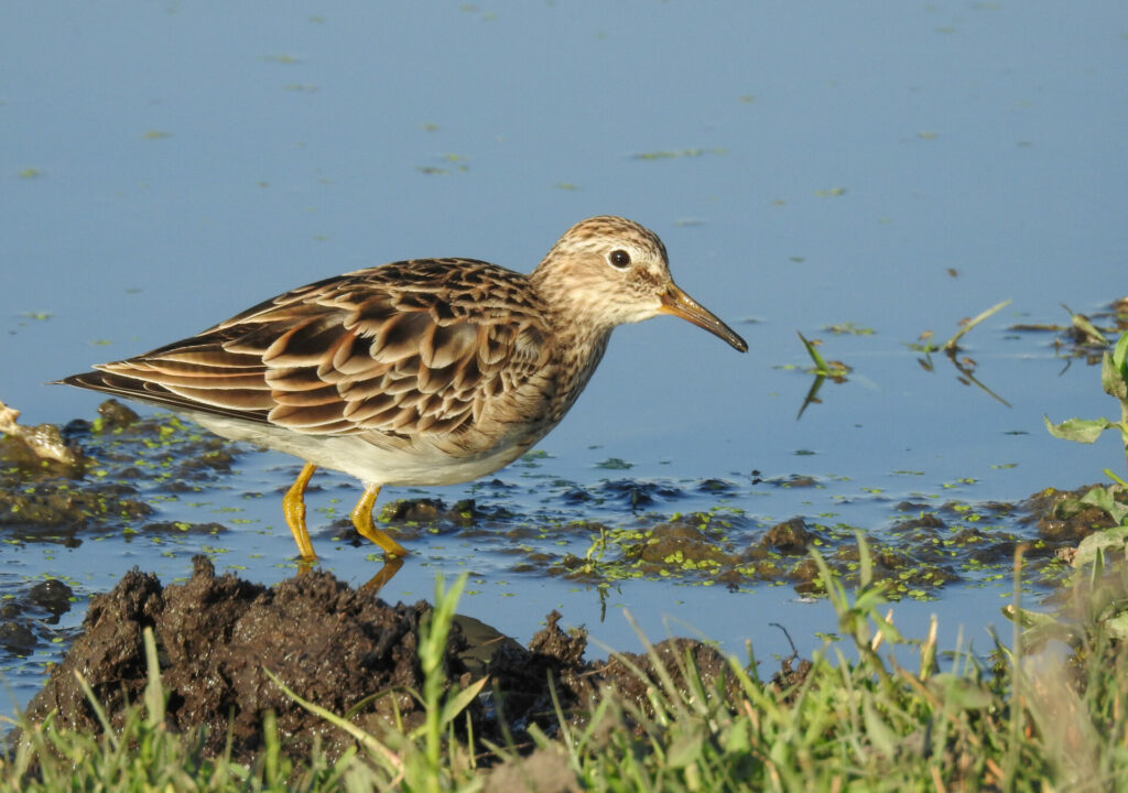 Playero pectoral (Calidris melanotos) Créditos: ©Pablo Gutiérrez