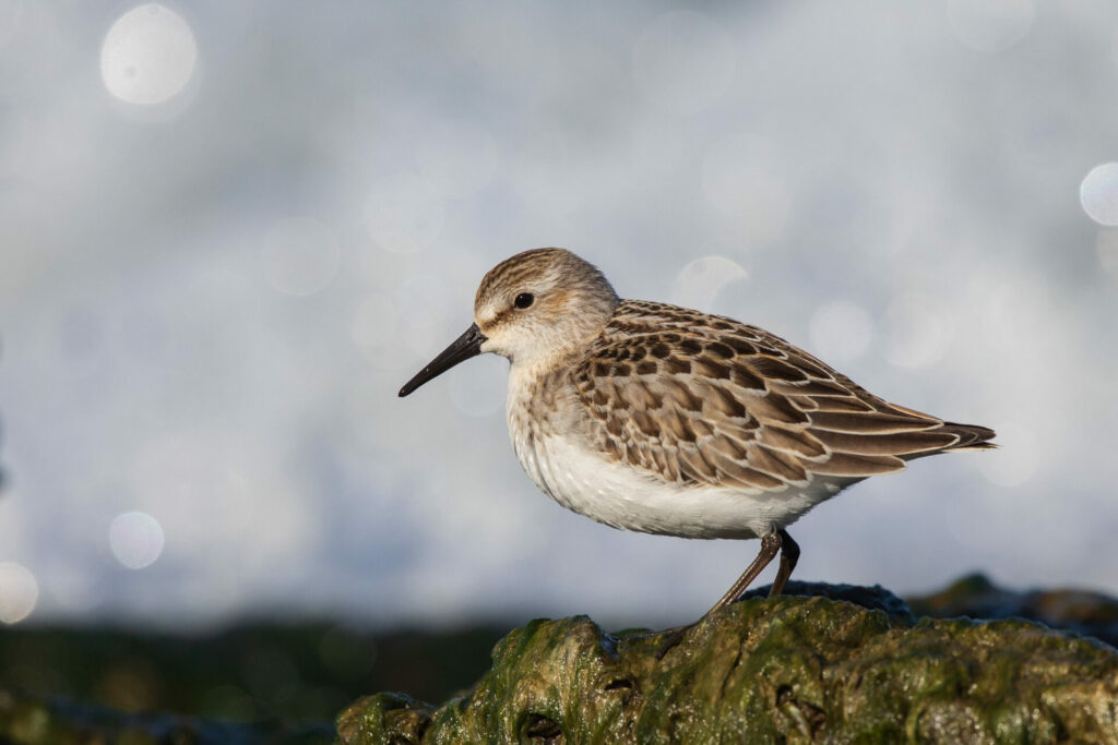 playero semipalmado (Calidris pusilla). Créditos: ©Brian Stahls / INaturalist