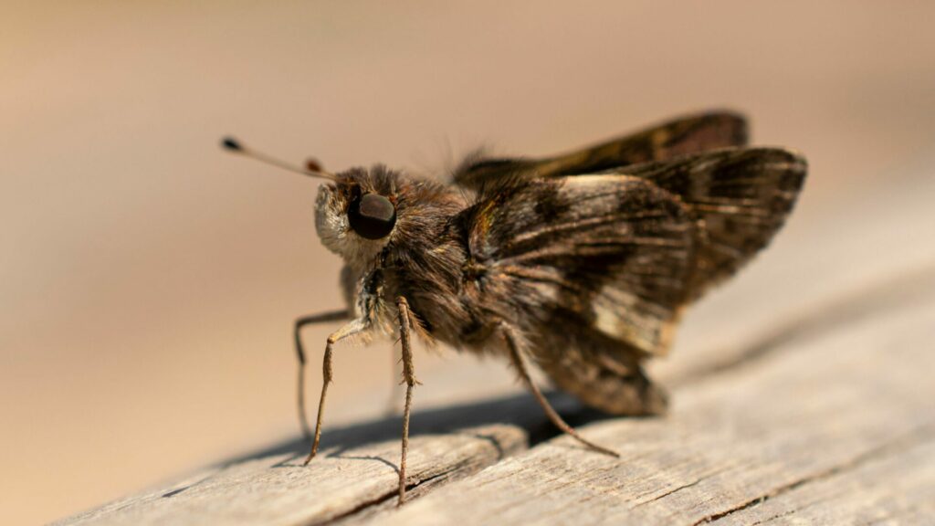 Polilla. Créditos: Lucas Ribeiro Avila.