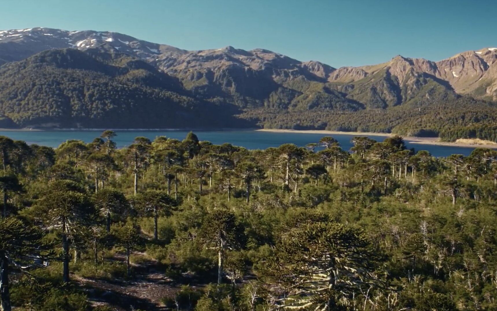 “Resistencia Patagonia”: Ciencia y educación se unen para preservar el futuro ante el cambio climático