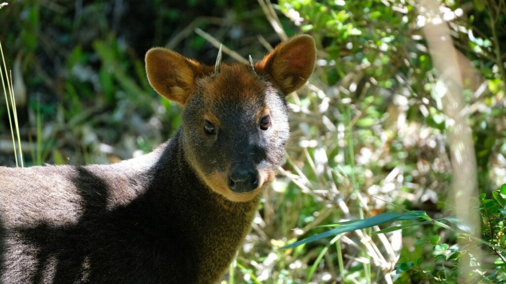 Pudú. Créditos: Tobias Nowlan.