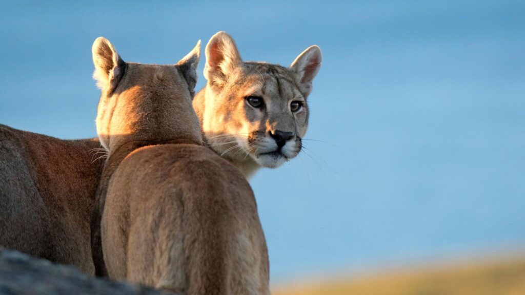 Pumas. Créditos: Agami Stock.