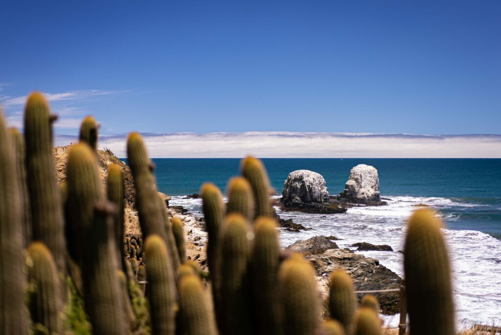 Cactus Punta de Lobos