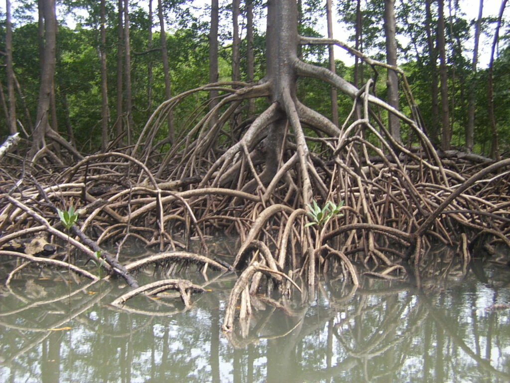 Raíz de manglar en Brasil / Wikimedia Commons