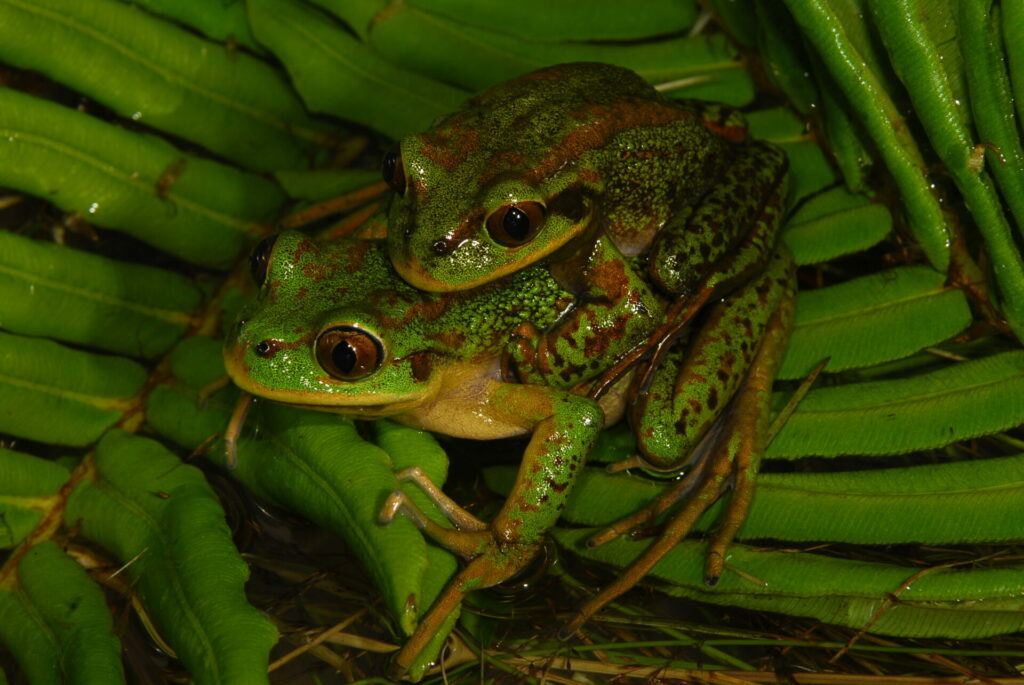 Rana esmeralda (Hylorina sylvatica). Créditos: ©Andy Charrier - Cortesía de Jane Goodall Chile