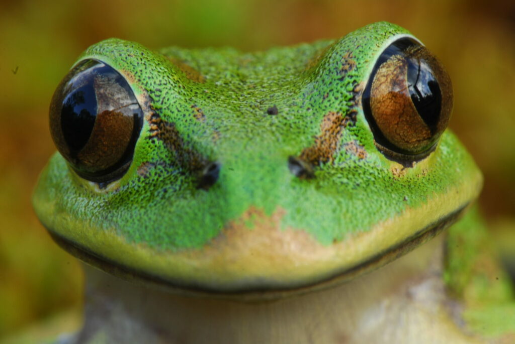 Rana esmeralda (Hylorina sylvatica). Créditos: ©Andy Charrier - Cortesía de Jane Goodall Chile