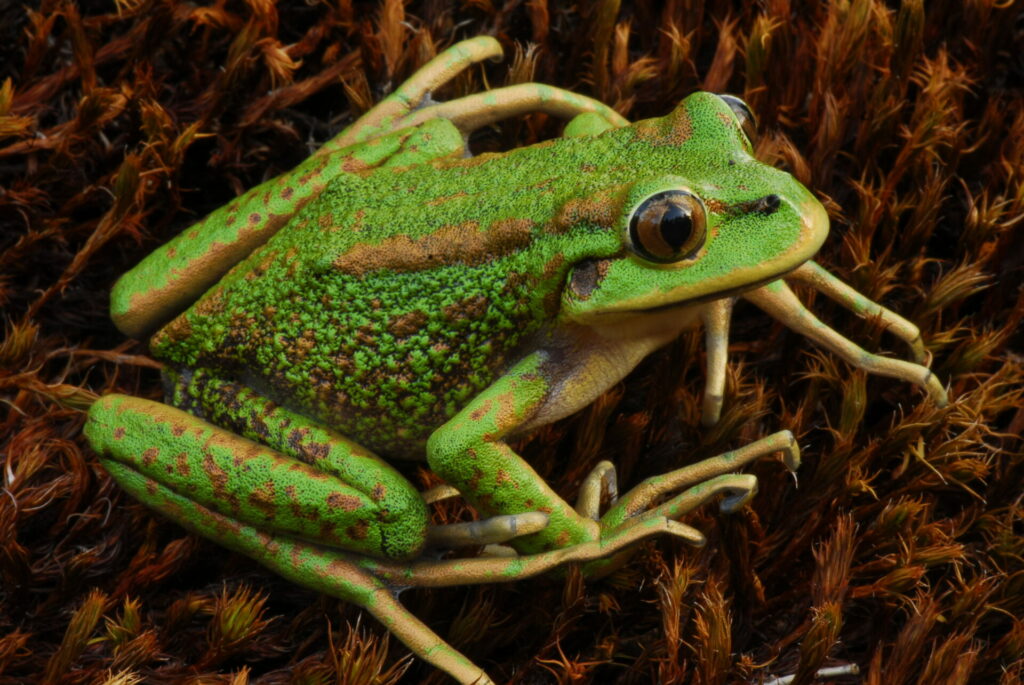 Rana esmeralda (Hylorina sylvatica). Créditos: ©Andy Charrier - Cortesía de Jane Goodall Chile