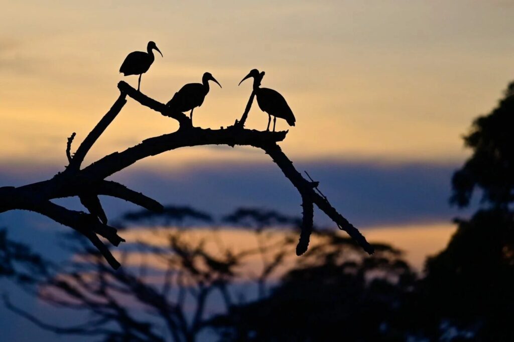 tres garcetas grandes (Ardea alba) sobre una rama en Montelíbano, en el norte de Colombia.