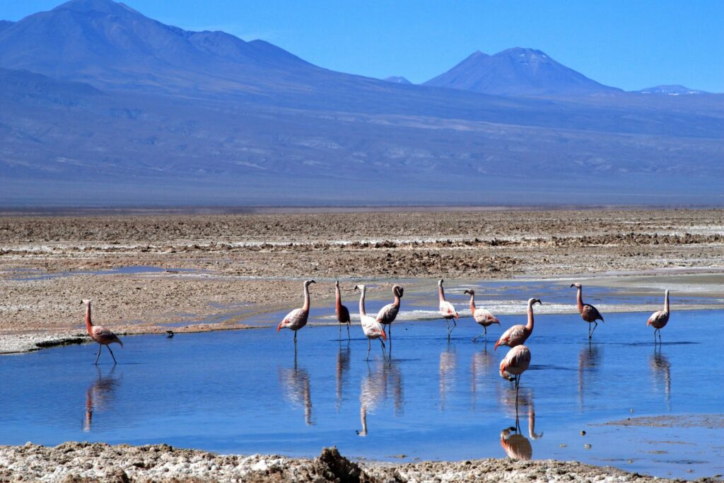 salar-de-atacama-alessandro-masini