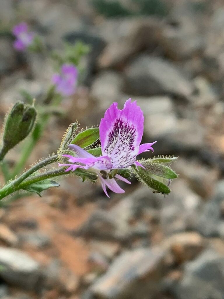 Schizanthus lacteus. Créditos: Andrés Sergio Moreira Muñoz.