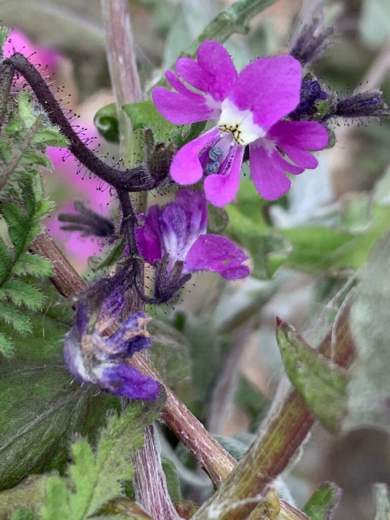 Schizanthus lacteus. Créditos: Andrés Sergio Moreira Muñoz.