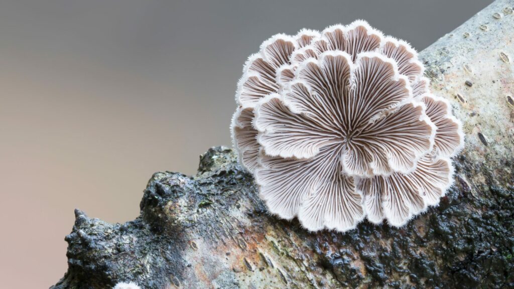 Schizophyllum commune. Créditos: Albydetweede.