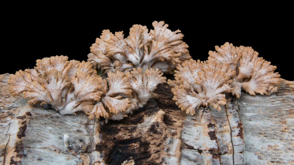 Schizophyllum cmmune. Créditos: Bonga1965.