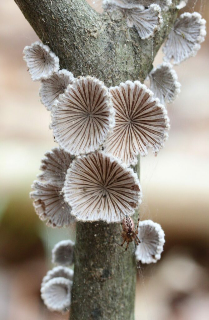 Schizophyllum commune. Créditos: Fluff Berger.