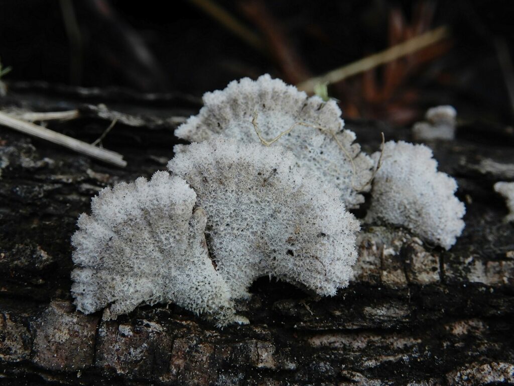 Schizophyllum commune. Créditos: Grey Smith.