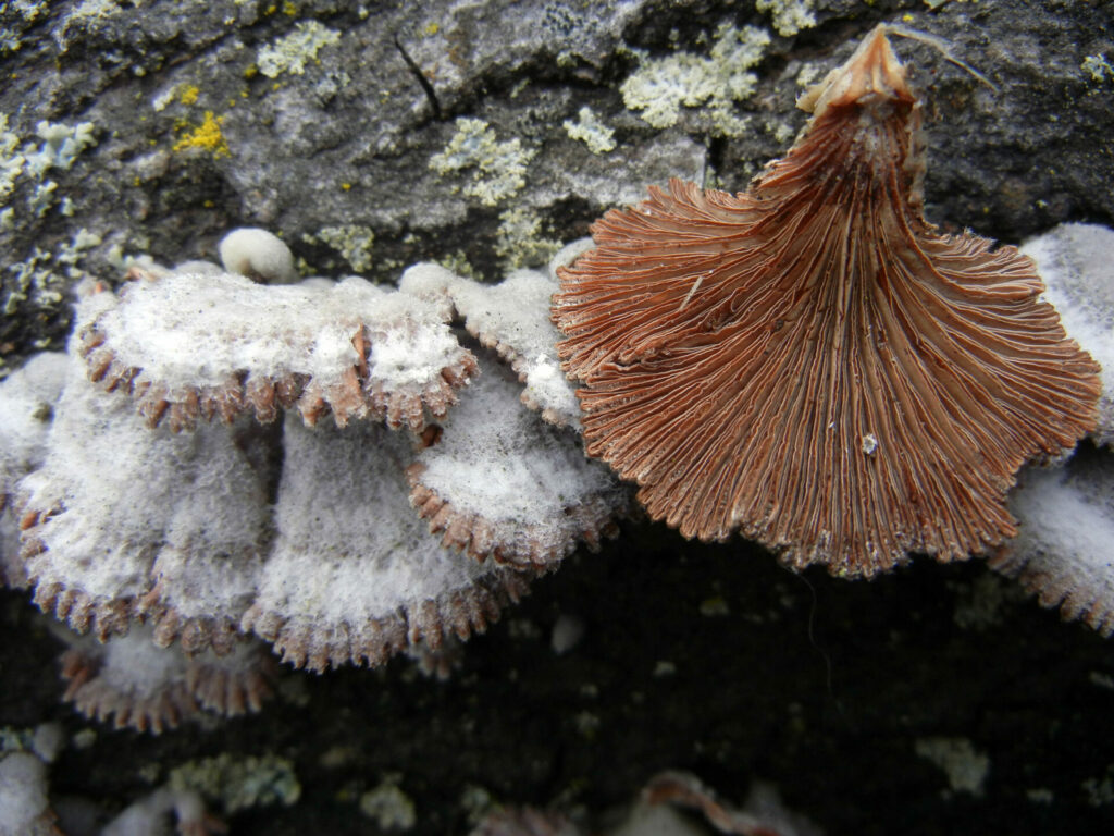 Schizophyllum commune. Créditos: Jan Thornhill.